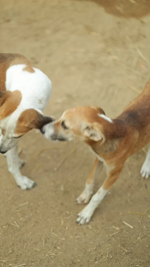 Two dogs on the beach Stock Footage 308995623