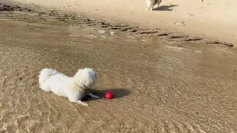 Two dogs in the beach. Stock Footage 311657745
