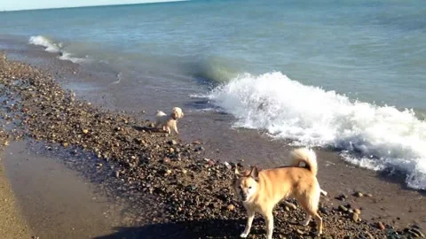 Two Dogs on the Beach One Playing in the Waves Stockbeeldmateriaal 348166657