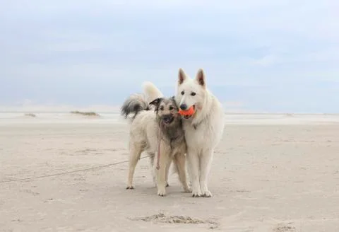 Two dogs on the beach Stock Photos