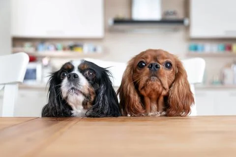 Two dogs behind the table Stock Photos
