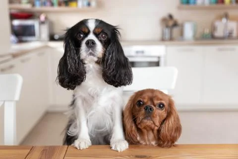 Two dogs behind the table Stock Photos