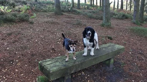 Two dogs on a bench in Cannock Chase 스톡 동영상 81475275