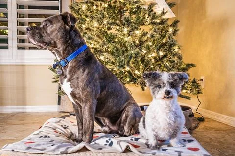 Two dogs, a bit pull and a shit tzu, posing in front of a Christmas tree Stock-Fotos