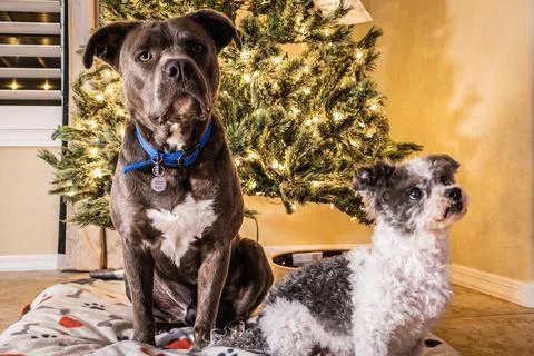 Two dogs, a bit pull and a shit tzu, posing in front of a Christmas tree Stock Photos