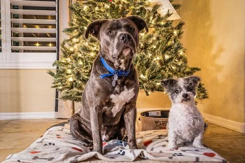 Two dogs, a bit pull and a shit tzu, posing in front of a Christmas tree Stock Photos
