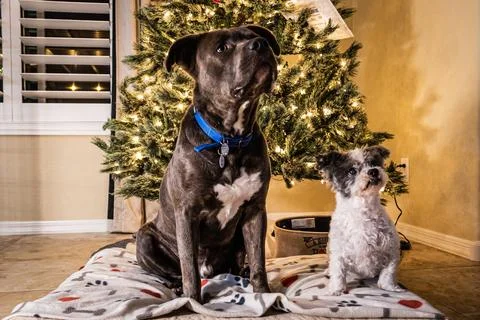Two dogs, a bit pull and a shit tzu, posing in front of a Christmas tree Photos