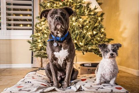 Two dogs, a bit pull and a shit tzu, posing in front of a Christmas tree Stock Photos