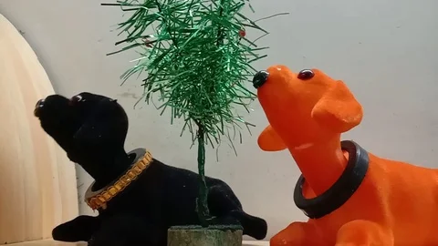 Two dogs in Black and Orange color shake their heads Stock Footage 127018811