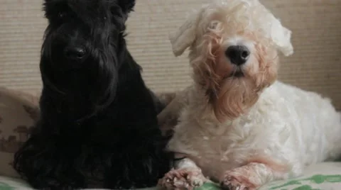 Two dogs of breed terrier Stock Footage 12463025