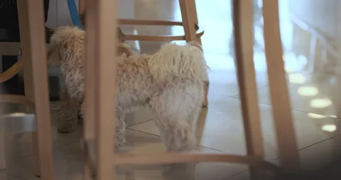 Two dogs in cafe inquisitively look at interior. Small pets came to restaurant Vidéo 239227106