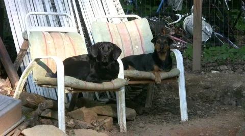 Two dogs on chairs outside Stock Footage 478132