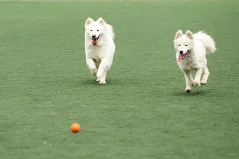 Two dogs chasing ball Stock Photos