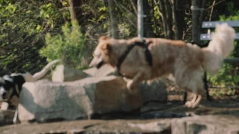 Two dogs chasing each other in the park Vidéo 75757888
