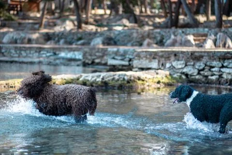 Two dogs chasing each other in shallow water, playing chase during a warm sum Stock Photos
