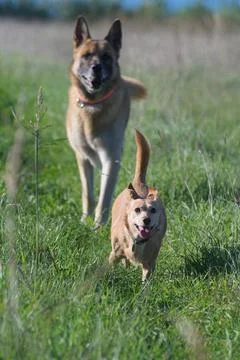 Two dogs chasing each other and running toward the camera 스톡 사진