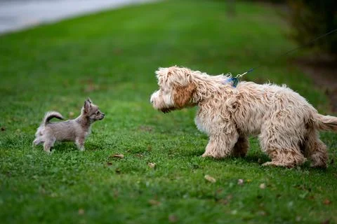 Two dogs checking each other out in a park, Ireland Stock Photos