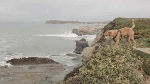 Two dogs at a cliff 스톡 동영상 86619150