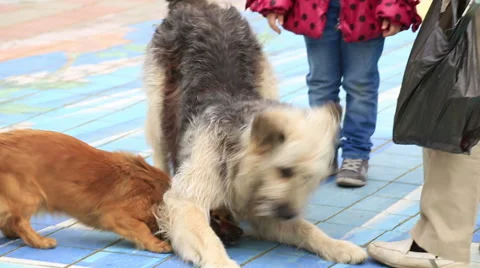 Two dogs. Close up Stock Footage 67615728