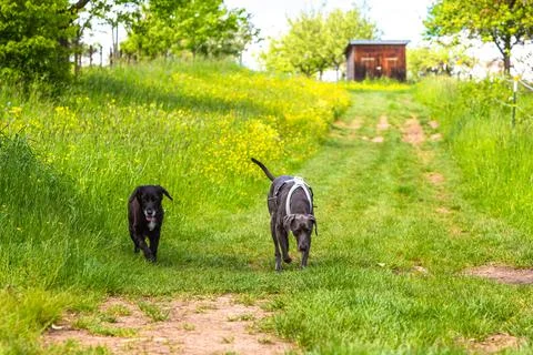 Two dogs comming back to owner Stock Photos