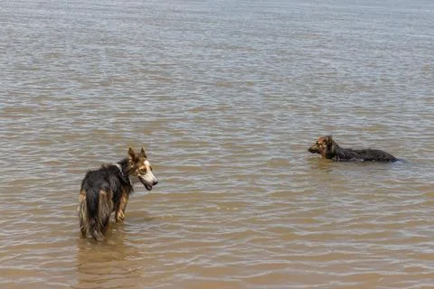Two dogs cooling off in the river. Stock Photos