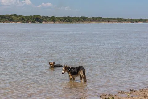 Two dogs cooling off in the river. Stock Photos