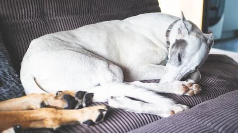 Two dogs cuddling on a couch comfortable loved pets Stock Photos