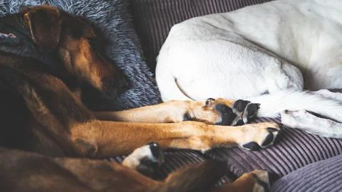 Two dogs cuddling on a couch comfortable loved pets Stock Photos