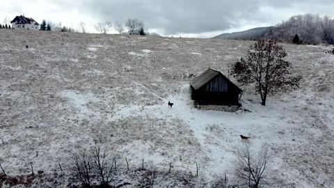 Two dogs defending their yard in a frozen winter landscape Stock Footage 166919477