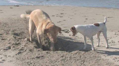 Two Dogs Digging Hole on the Beach Stock Footage 1100459