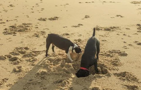 Two dogs digging a hole on the beach Foto stock