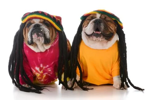 Two dogs with dreadlock Stock Photos