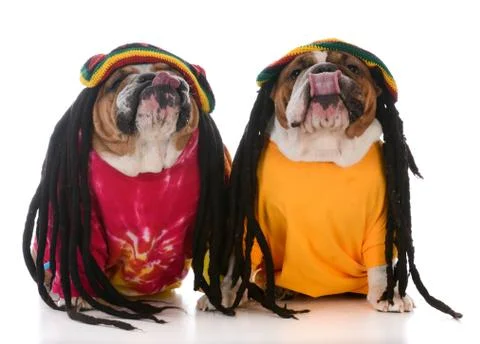 Two dogs with dreadlock Stock Photos