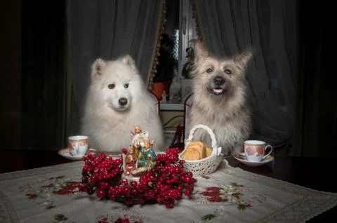 Two dogs drink tea at a table with cookies, cups and flowers Stock Photos