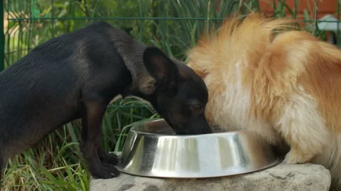 Two dogs drinking water from the same bowl after playing together Stock Footage 250533611