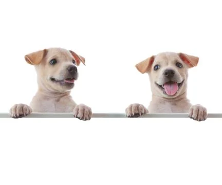 Two dogs with empty board Stock Photos