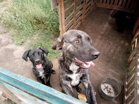 Two dogs in the enclosure Stock Photos