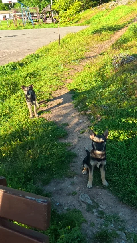 Two dogs explore a grassy trail beside a bench. Serbia. Vertical Stock Footage 337058634