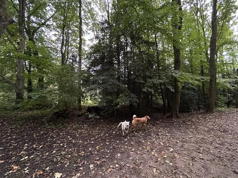 Two dogs explore leafy forest path under tall trees as autumn leaves carpet Foto stock