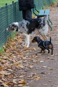 Two dogs explore the paths of Bois de Vincennes in Paris during a crisp aut.. Stock Photos