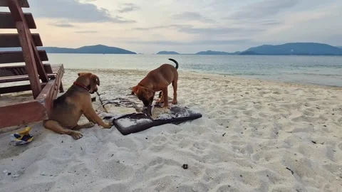 Two Dogs Exploring Quiet Tropical Beach at Sunset Stock Footage 318242024