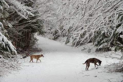 Two dogs exploring a snow-covered trail in a winter forest Stock Photos