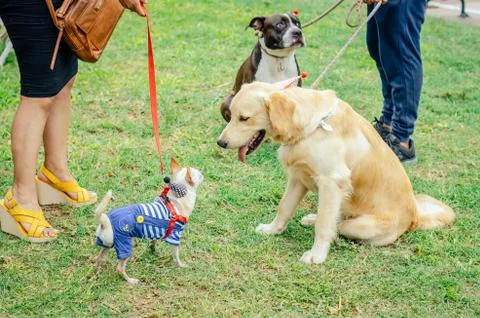 Two dogs face to face on the grass, look each other in the eye. Stock Photos