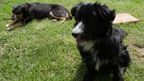 Two dogs in a farm field 動画素材 80954843