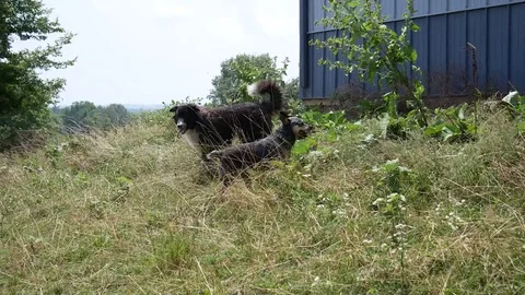 Two Dogs on a Farm Video stock 78214222