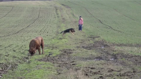 Two dogs in the field. German Shepherd runs quickly to the camera Stock Footage 149083594