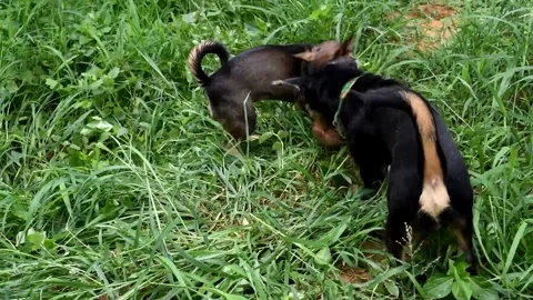 Two dogs fight and snatch coconut fruit , Play cheerful outdoor game of dog Stock Footage 132019441