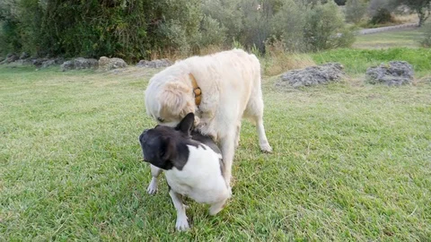 Two dogs fight in the park Vidéo 82669906