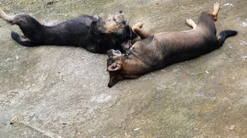 Two dogs fighting and rolling on gray ground Stock Footage 160645237