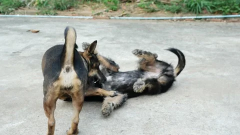 Two dogs fighting and running on gray ground Stock Footage 132788599